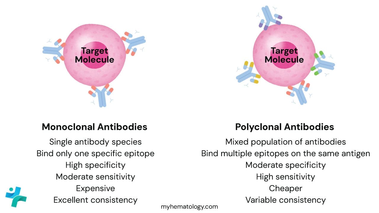 Monoclonal vs Polyclonal antibodies. Monoclonal and polyclonal antibodies represent two distinct strategies for antigen detection, each with its own "personality" on a hematopathology slide. Monoclonal antibodies are derived from a single B-cell clone that target one specific epitope with high precision and exceptional batch-to-batch consistency. These qualities are indispensable for the standardized diagnostic panels used in lymphoma subtyping. In contrast, polyclonal antibodies are a heterogeneous cocktail harvested from animal serum, recognizing multiple epitopes on a single antigen; while this increases their sensitivity for detecting low-level protein expression, it also raises the risk of cross-reactivity and non-specific background staining that can muddy a diagnosis. Ultimately, while monoclonals offer the clean, reproducible results required for modern automated lab protocols (like identifying CD20 or CD3), polyclonals remain a valuable, albeit more "finicky," tool when a robust signal is needed to overcome the masking effects of over-fixed tissue or rare antigens.
