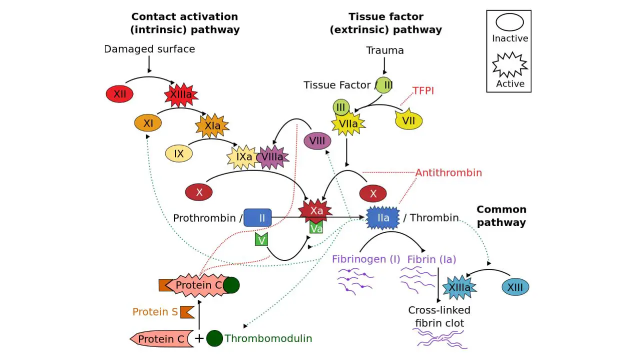 How Blood Clotting Works Animation - Clot Formation Steps Video -  Coagulation Mechanism - Hemostasis 