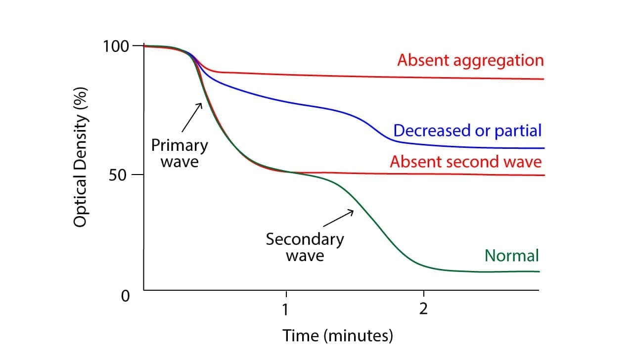Platelet aggregation curve showing two distinct phases: initial wave due to direct agonist stimulation, followed by larger wave driven by released nucleotides.