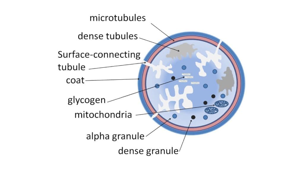 Diagram of the internal structure of a human blood platelet