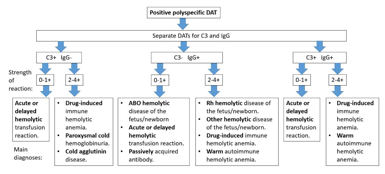 Algorithm for the main causes in positive direct antiglobulin test (DAT, or direct Coombs test). 