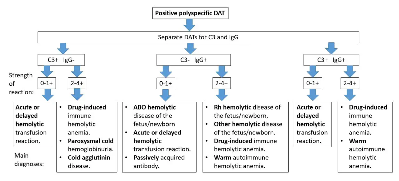 Algorithm for the main causes in positive direct antiglobulin test (DAT, or direct Coombs test). 