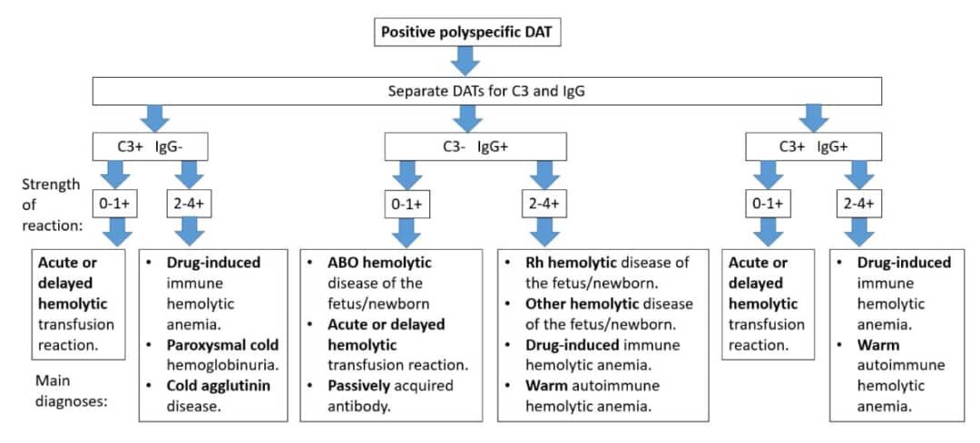 Direct Antiglobulin (Coombs) Test or DAT: Principle & Procedure