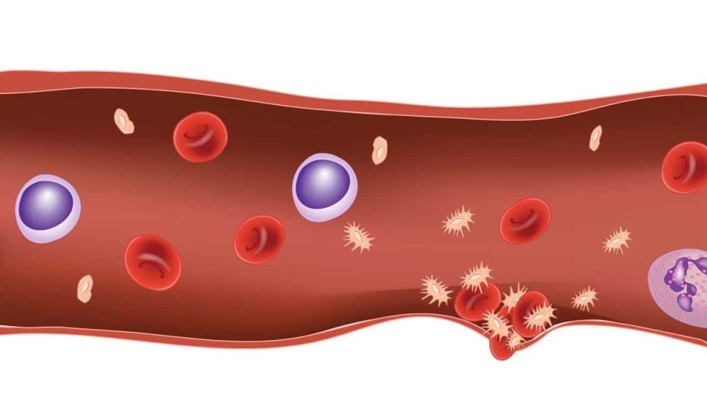 Platelets aggregation in primary hemostasis, forming a sticky plug to seal a wound. Red blood cells visible.