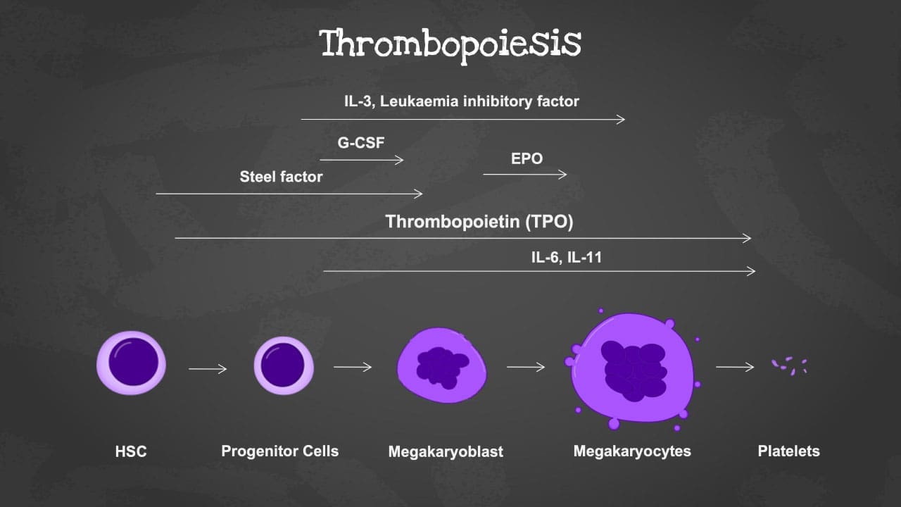 Thrombopoiesis: Megakaryocytes & cytokines orchestrate platelet production. 