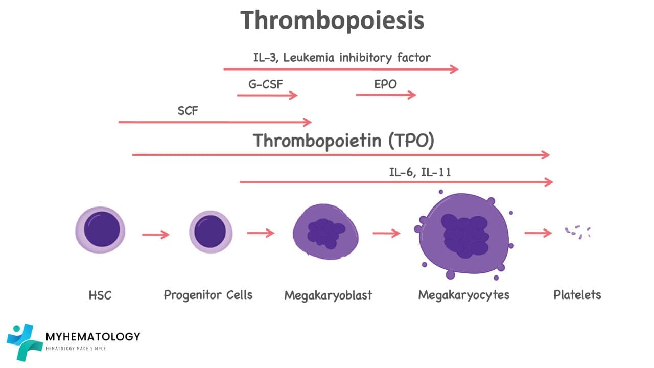 Thrombopoiesis is a tightly regulated process by different cytokines particularly thrombopoietin to produce thrombocytes also known as platelet in the human body.