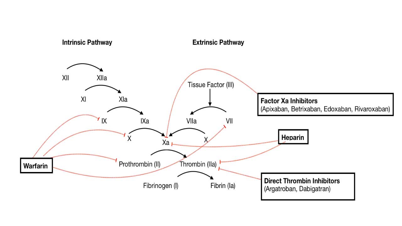 Sites where anticoagulants can affect the coagulation cascade