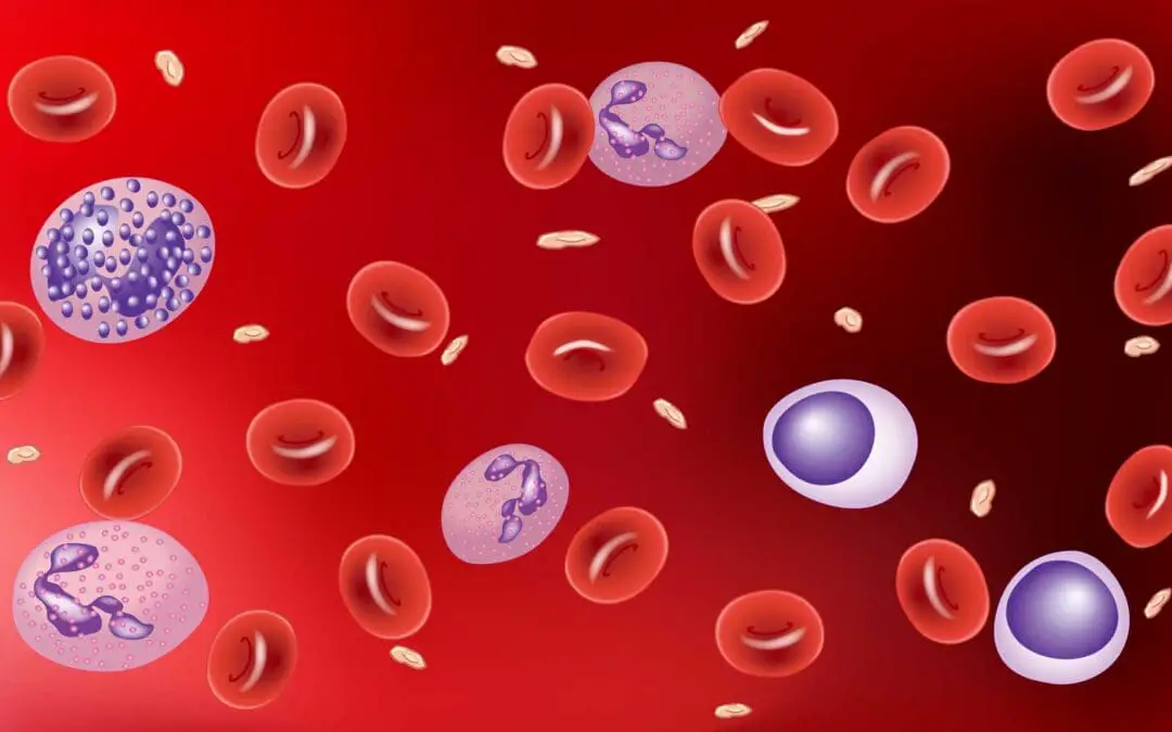 Hematology: An Exploration of Blood