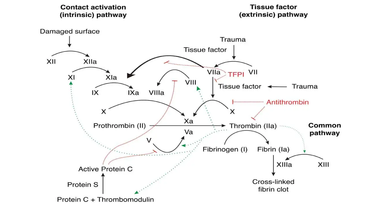 Coagulation inhibitors in the coagulation cascade. 