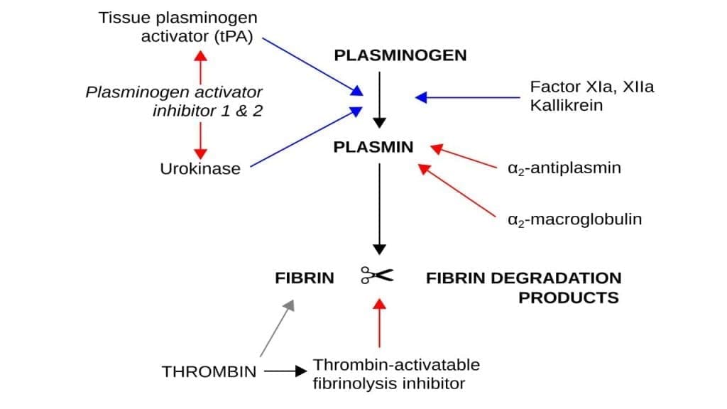 Fibrinolysis with tissue plasminogen activator as a key factor to convert tissue plasminogen into plasmin. Plasmin then in turn degrades fibrin into fibrin degradation products. 