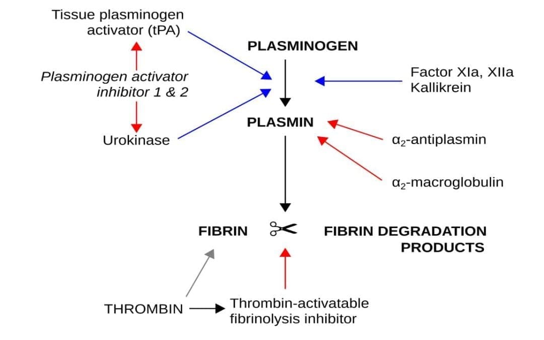 Fibrinolysis