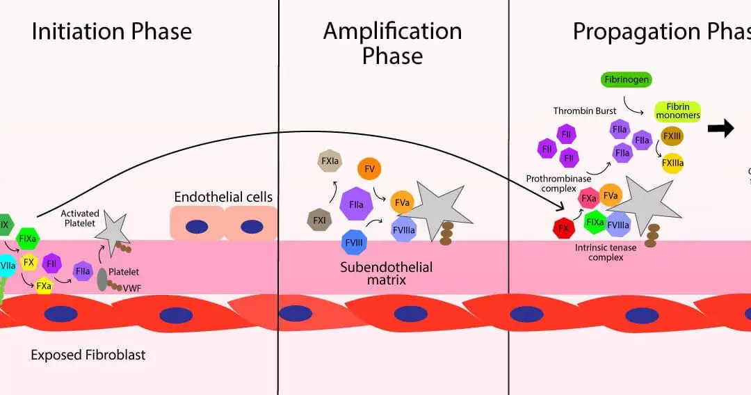 Secondary Hemostasis: Coagulation Cascade