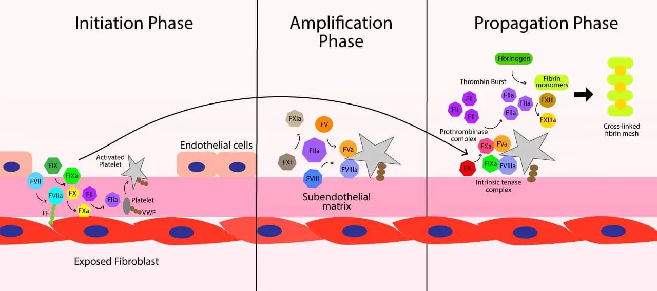 The cell-based model of coagulation is a modern framework that more accurately describes how blood clotting occurs within the body, replacing the traditional cascade hypothesis. This model explains the process as three overlapping phases that take place on specific cell surfaces to localize the clotting and prevent it from becoming widespread. The process begins with Initiation, where an injury exposes tissue factor (TF) on the surface of subendothelial cells, which then binds to Factor VIIa to produce a very small amount of thrombin. This trace amount of thrombin, while insufficient to form a stable clot, is crucial for the Amplification phase, where it activates platelets and key cofactors, preparing the cellular platform for large-scale clotting. Finally, in the Propagation phase, a burst of thrombin is generated on the surface of the activated platelets, which then converts soluble fibrinogen into insoluble fibrin and activates Factor XIII, leading to a stable, cross-linked fibrin clot.