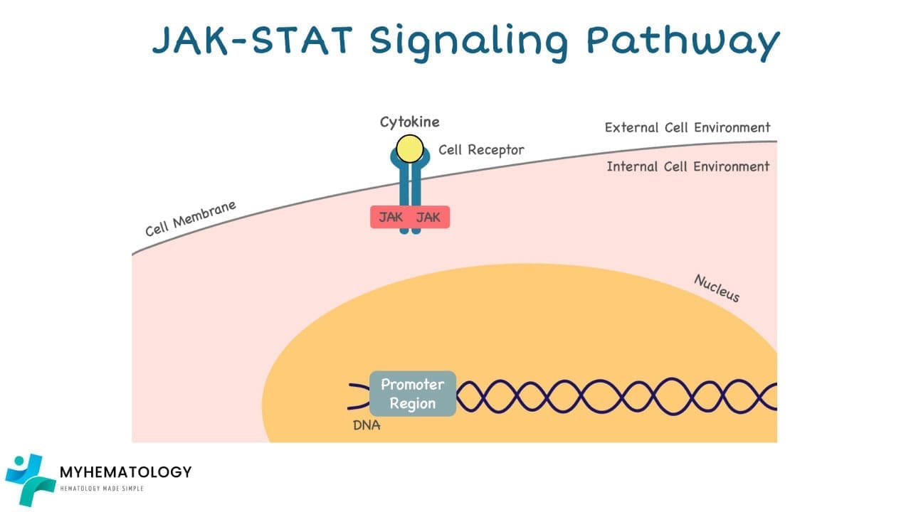 Jak-Stat Signaling Pathway: Once a cell receptor receives a specific signal, JAKs are activated.