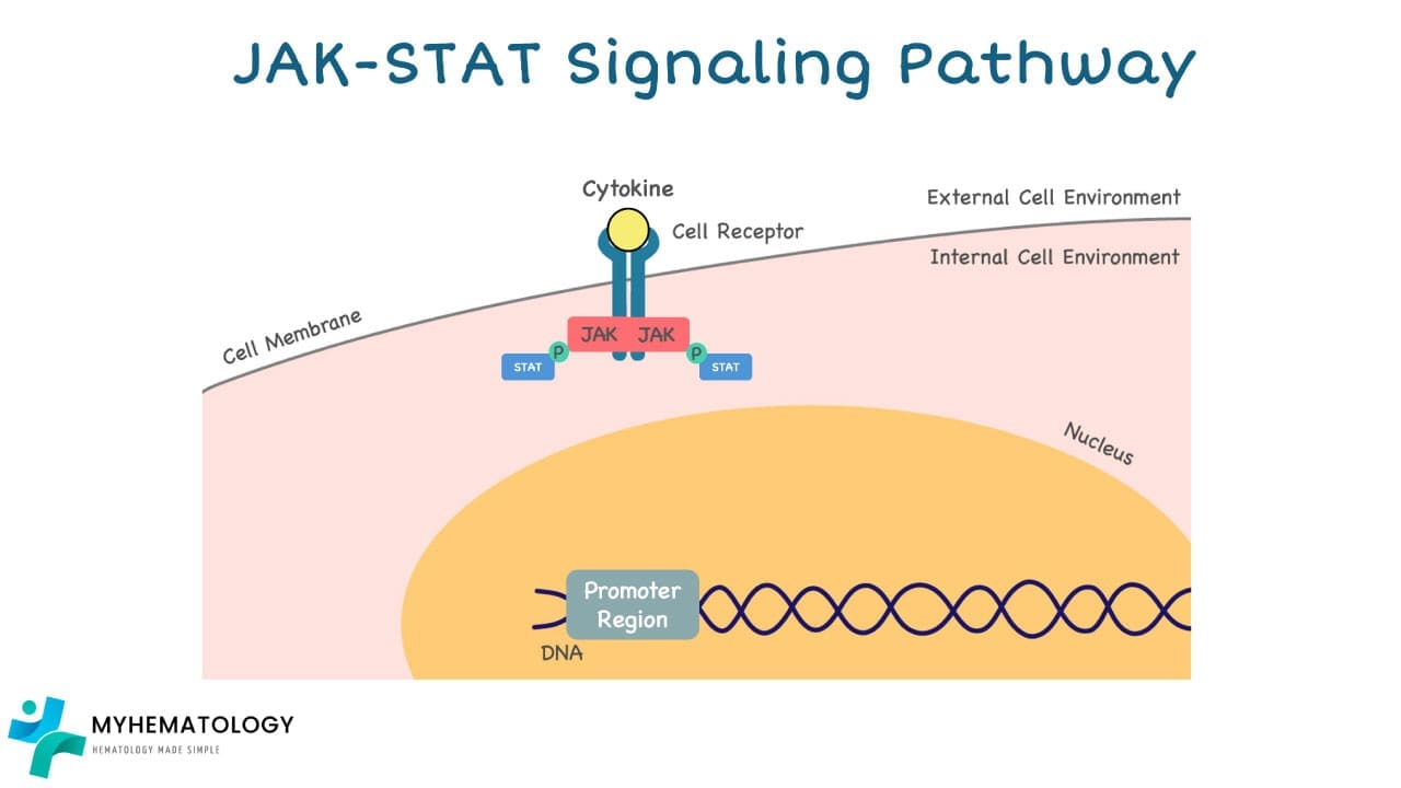Jak-Stat Signaling Pathway: Activated JAK then phosphorylate STATS. STATs will dimerize and translocate to the nucleus.