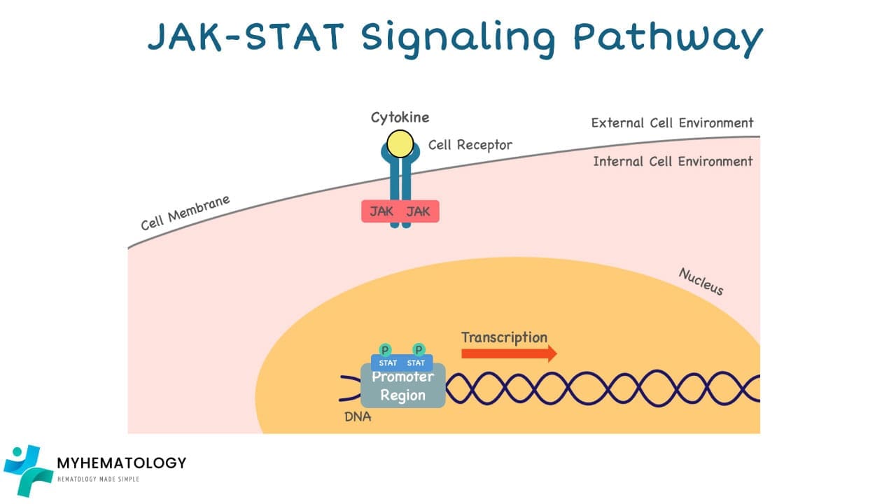 JAK-STAT Signaling Pathway: Gene transcription will occur when STAT dimers bind to specific sequences in the promoter region of the target gene.