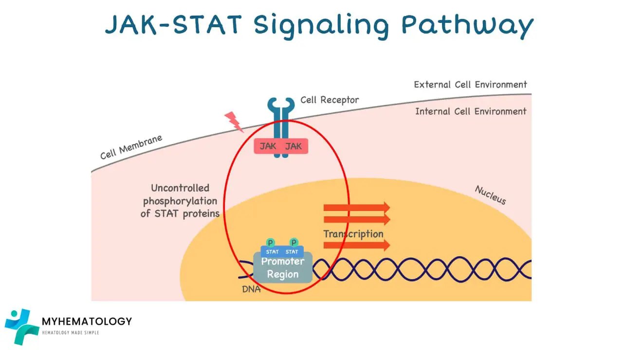 Mutations in the JAK2 gene will cause continuous activation of JAKs even without external signaling leading to uncontrolled cell growth in myeloproliferative neoplasms (MPNs).