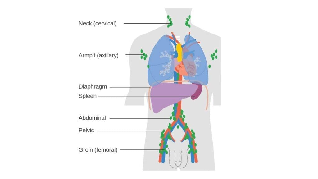 Location of lymph nodes as well as the lymph nodes where lymphoma most commonly occur. 
