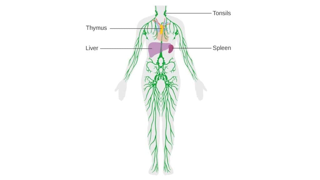 An illustration of the lymphatic system. The lymphatic system is comprised of both primary (bone marrow, thymus) and secondary (lymph nodes, spleen, tonsils and adenoids) lymphoid organs.