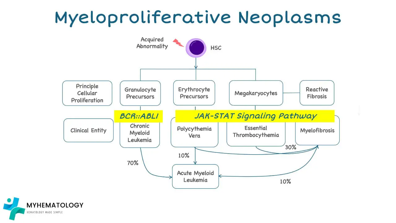 This schematic diagram illustrates the spectrum of Myeloproliferative Neoplasms (MPNs), a group of blood cancers characterized by overproduction of one or more types of blood cells. The main subtypes are represented, including Essential Thrombocythemia (ET) with increased platelets, Polycythemia Vera (PV) with elevated red blood cells, and Primary Myelofibrosis (PMF) marked by bone marrow fibrosis and abnormal blood cell production. The mutations in these disorders are associated with the JAK-STAT signaling pathway. Chronic Myeloid Leukemia (CML) is a specific type of MPN distinguished by the presence of the Philadelphia chromosome. Additionally, the diagram highlights the potential transformation of MPNs, particularly PMF, into Acute Myeloid Leukemia (AML), a more aggressive form of blood cancer.