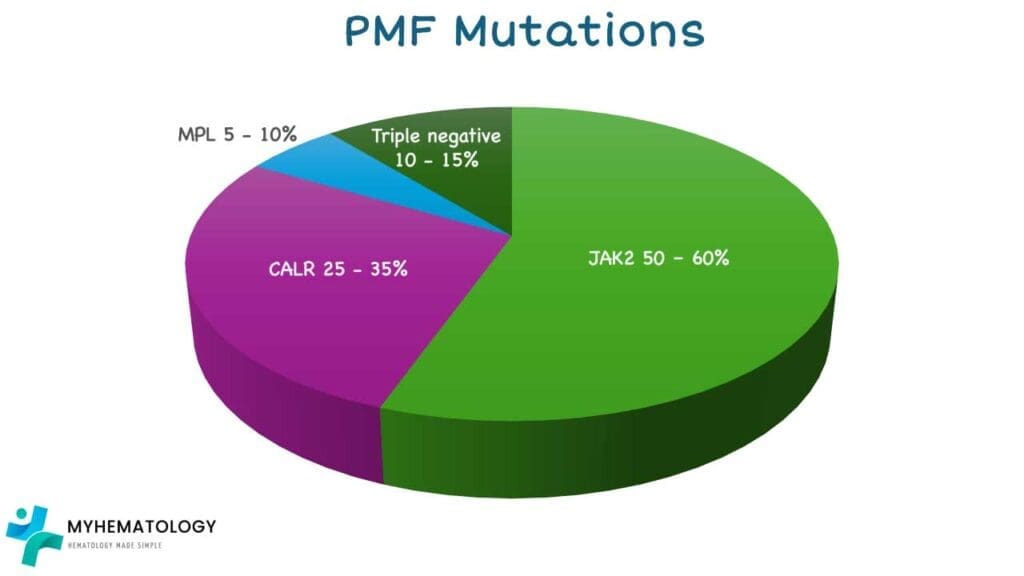 Common mutations contributing to primary myelofibrosis include mutations found in JAK2, CALR and MPL genes.