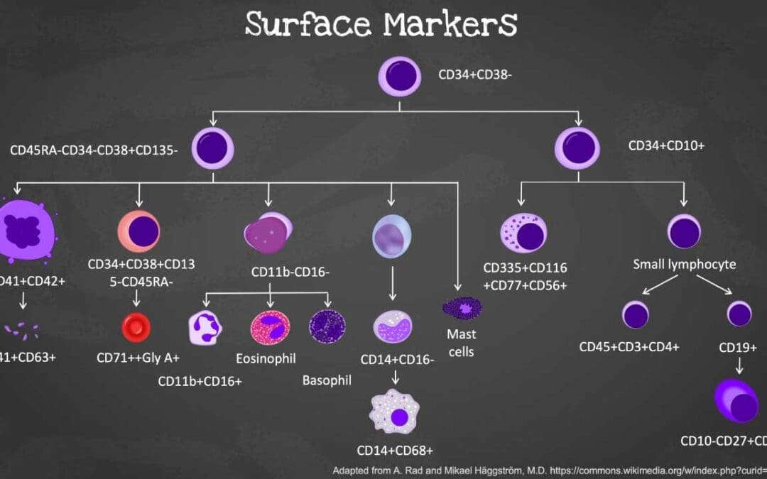 Hematopoietic cell surface markers