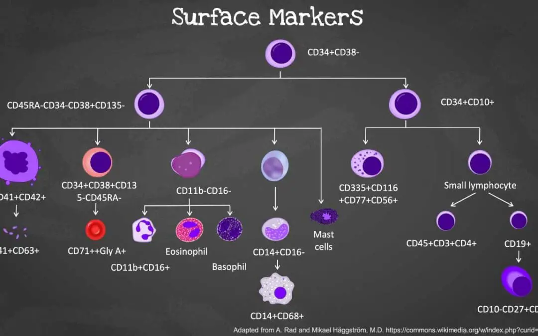 Hematopoietic cell surface markers