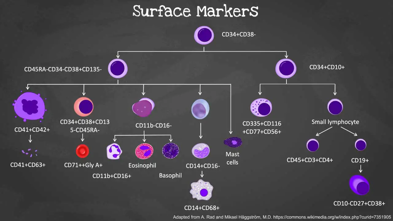 Surface markers or CD in the blood cells. Hematopoietic stem cells (HSCs): Cloaked in CD34 and CD133, these masterminds hold the key to self-renewal and differentiation. Common lymphoid progenitors (CLPs): Marked by CD34 and IL7R, they embark on the path towards becoming B cells, T cells, or natural killer cells, each destined for specialized immune functions. Common myeloid progenitors (CMPs): Identified by CD34 and CD117, they branch out to become erythrocytes, granulocytes, monocytes, or megakaryocytes, fulfilling essential roles in oxygen transport, infection fighting, and blood clotting. Erythroblasts: Gearing up for oxygen delivery, they proudly display CD71 and glycophorin A on their maturing red cell membranes. Granulocytes: Neutrophils, eosinophils, and basophils, each with their signature markers like CD15, CD16, and CD25, stand ready to combat infections. Monocytes: Identified by CD14, they transform into versatile antigen-presenting cells and macrophages, key players in immune defense and tissue repair. Megakaryocytes: Expressing CD41 and CD61, they orchestrate platelet production, tiny fragments crucial for blood clotting and wound healing.