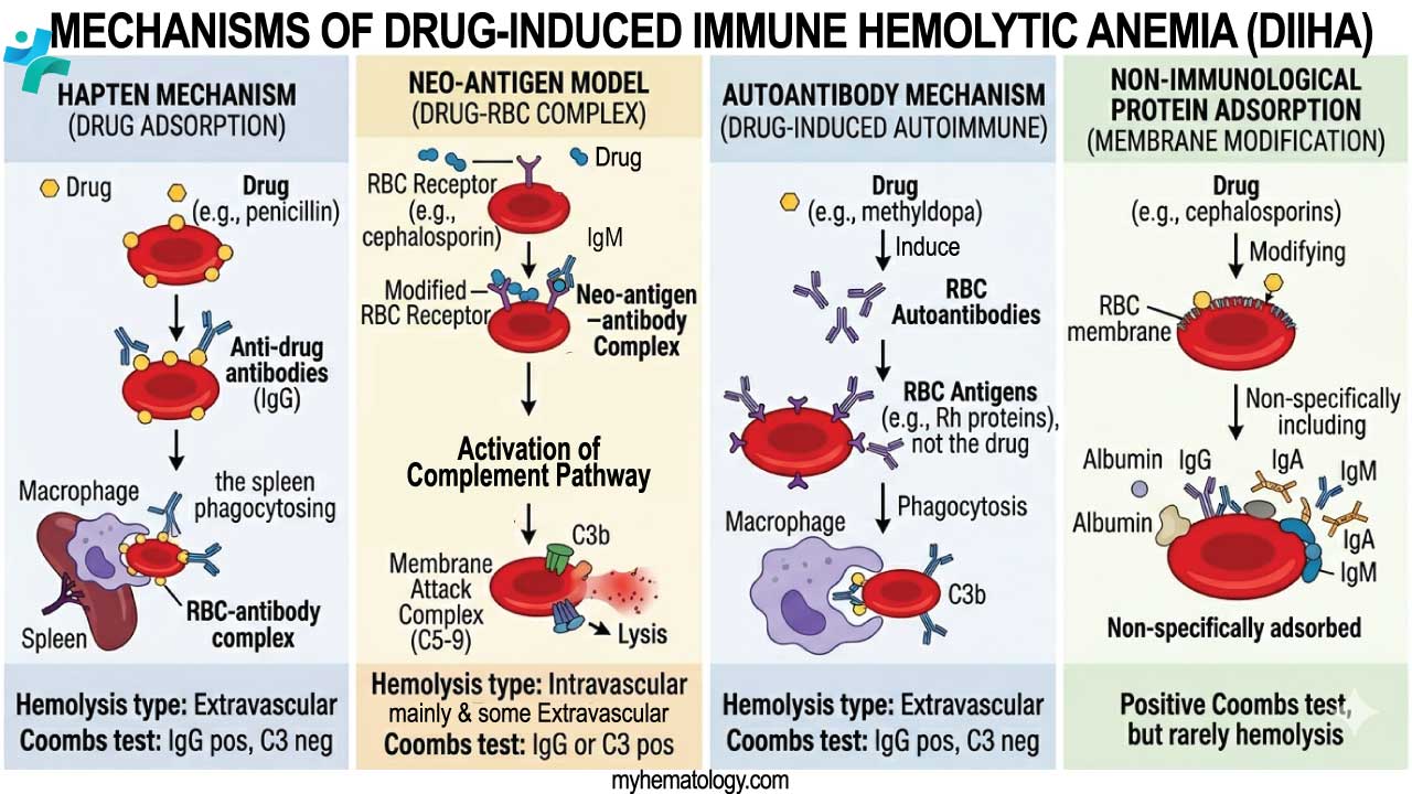 Mechanism models of drug-induced immune hemolytic anemia. 