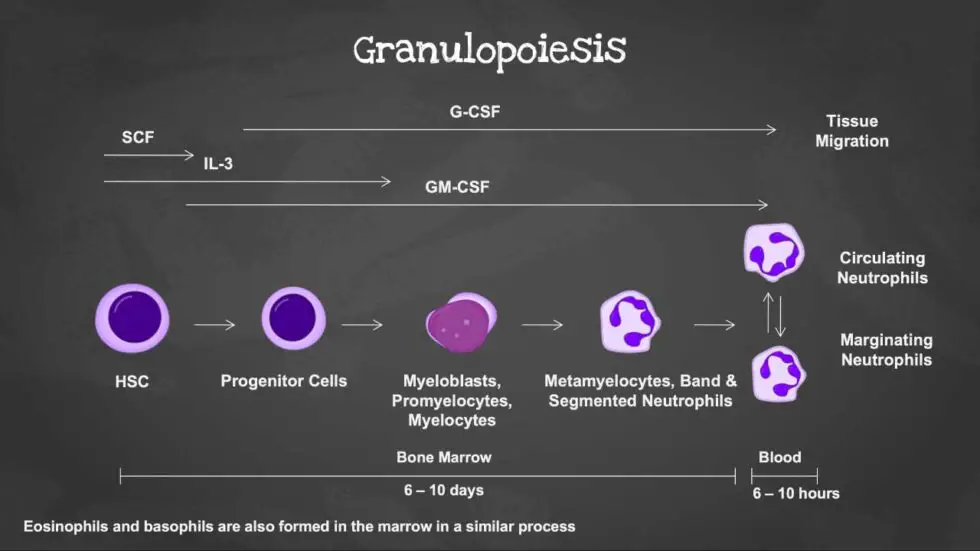 Neutrophils Function High And Low Neutrophils Count