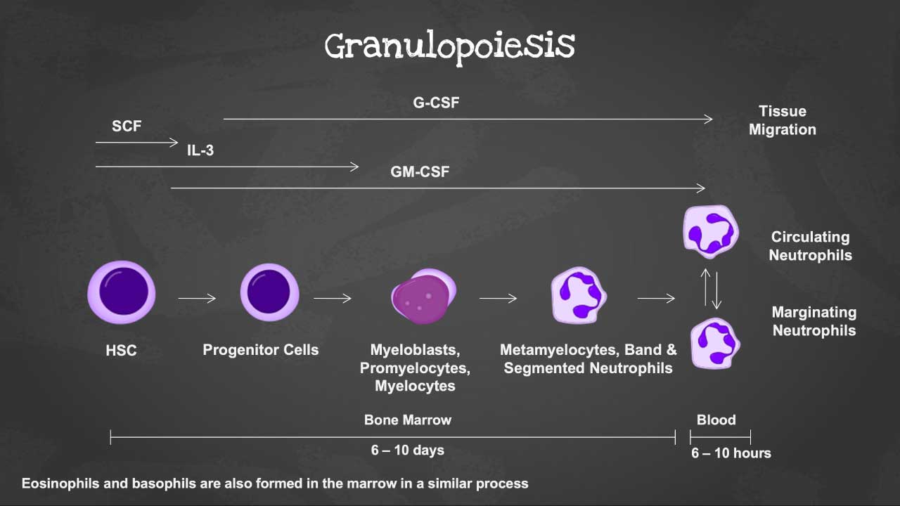 A diagram illustrating granulopoiesis, the process of granulocyte formation in the bone marrow. The diagram shows the different stages of granulopoiesis, including myeloblast, promyelocyte, myelocyte, metamyelocyte, and mature granulocytes (neutrophils, eosinophils, and basophils). Arrows indicate the progression between stages, and other labels show the cytokines involved and their approximate duration of influence.