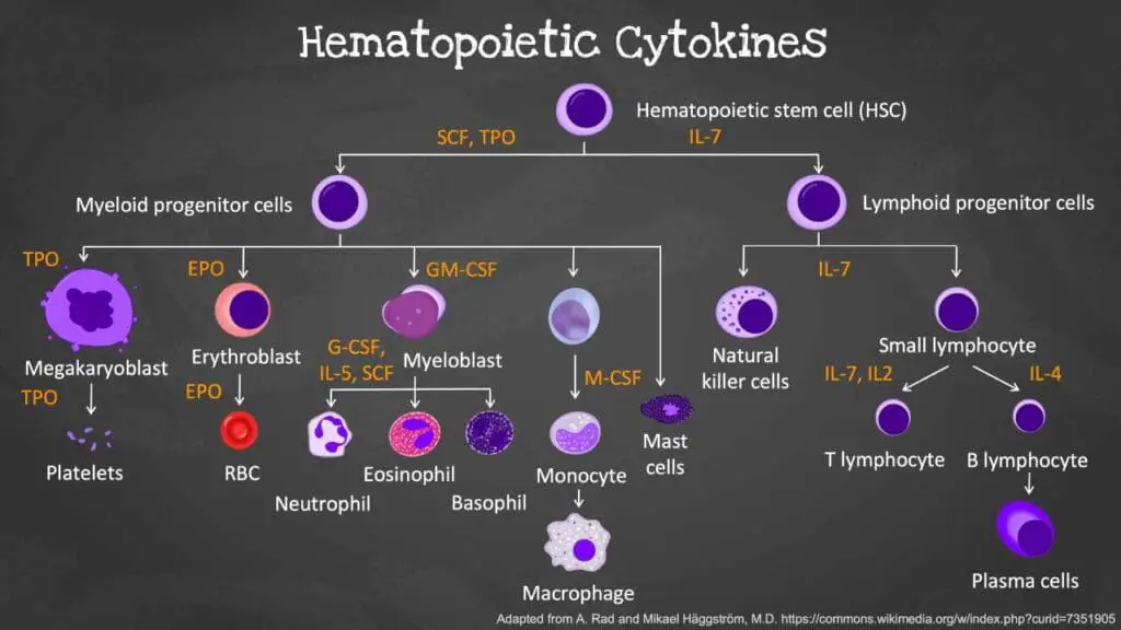 This diagram illustrates the different cytokines involved in hematopoiesis including erythropoietin to make sure the proper development and maturation of different blood cells (RBCs, WBCs and platelets) from the hematopoietic stem cells.