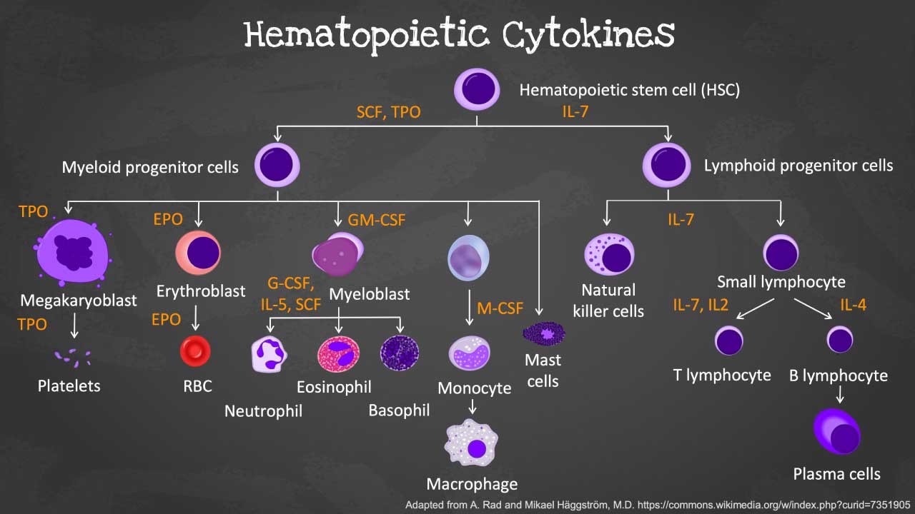 This diagram illustrates the different cytokines involved in hematopoiesis to make sure the proper development and maturation of different blood cells from the hematopoietic stem cells. 
