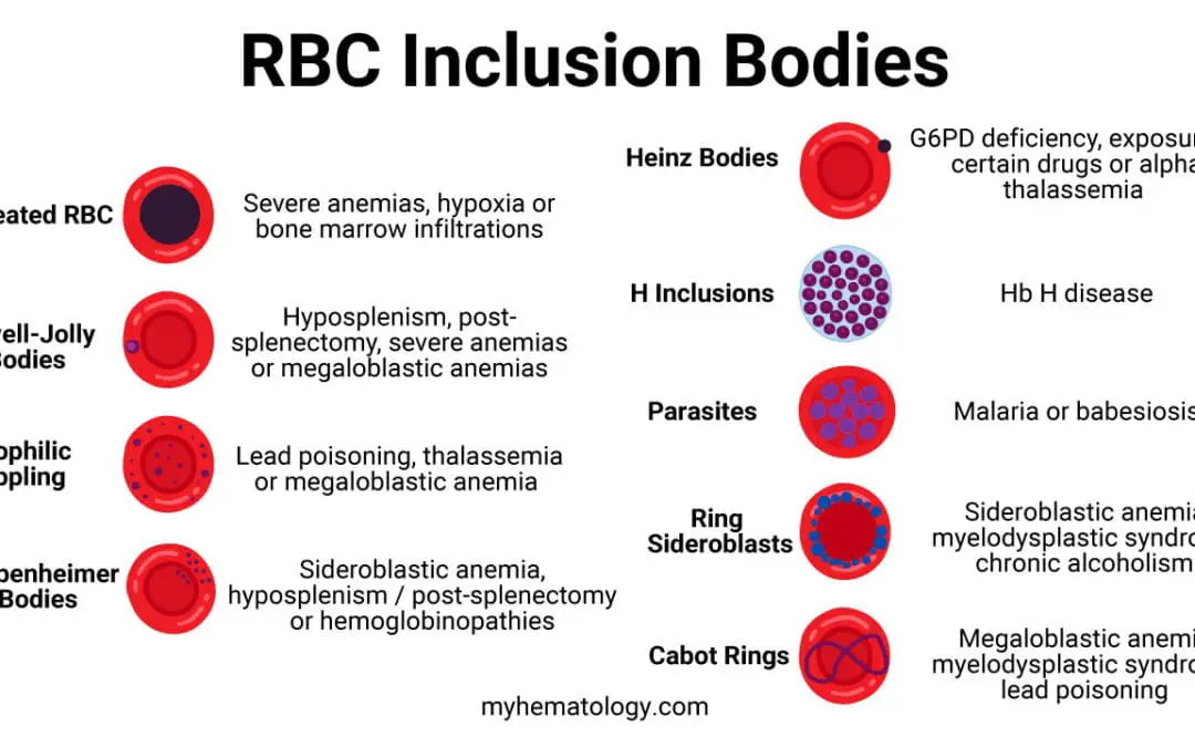 Red Blood Cell Inclusion Bodies