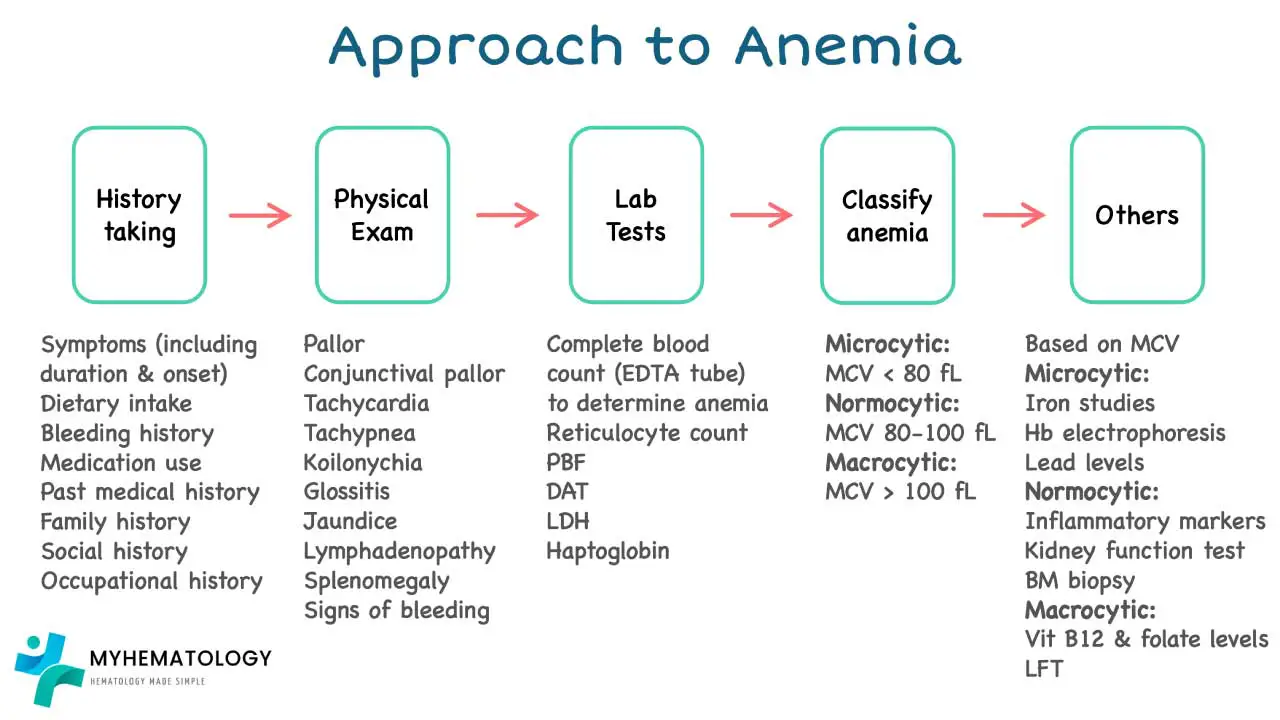 A systemic approach to anemia involves a comprehensive, multi-step process to accurately diagnose the underlying cause of a deficiency in red blood cells or hemoglobin. This approach is crucial because anemia can stem from various issues, and a thorough investigation ensures appropriate treatment.