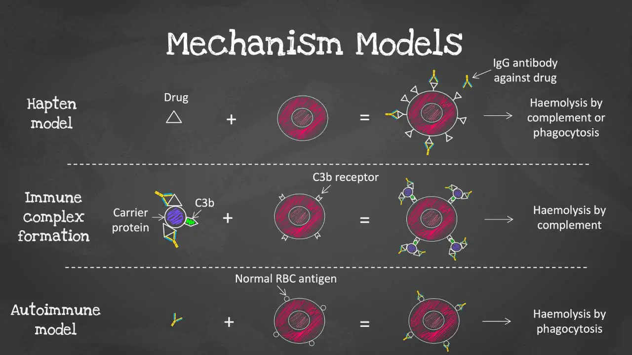 A diagram comparing the three main mechanisms of Drug-induced Immune Hemolytic Anemia (DIIHA): hapten model, immune complex formation, and autoimmune model. The diagram illustrates how each pathway involves interaction between a drug, red blood cells (RBCs), and the immune system, ultimately leading to RBC destruction.