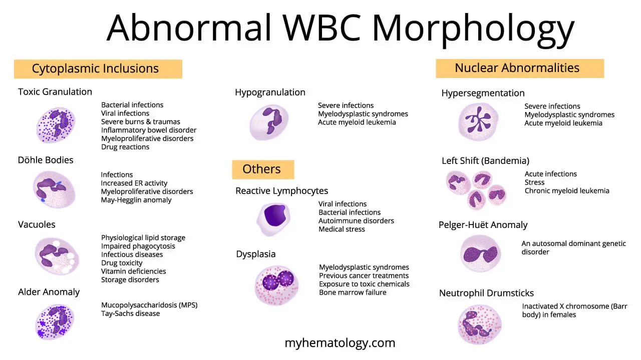 Abnormal WBC morphology including toxic granulations and hypersegmented neutrophils to indicate underlying disorders