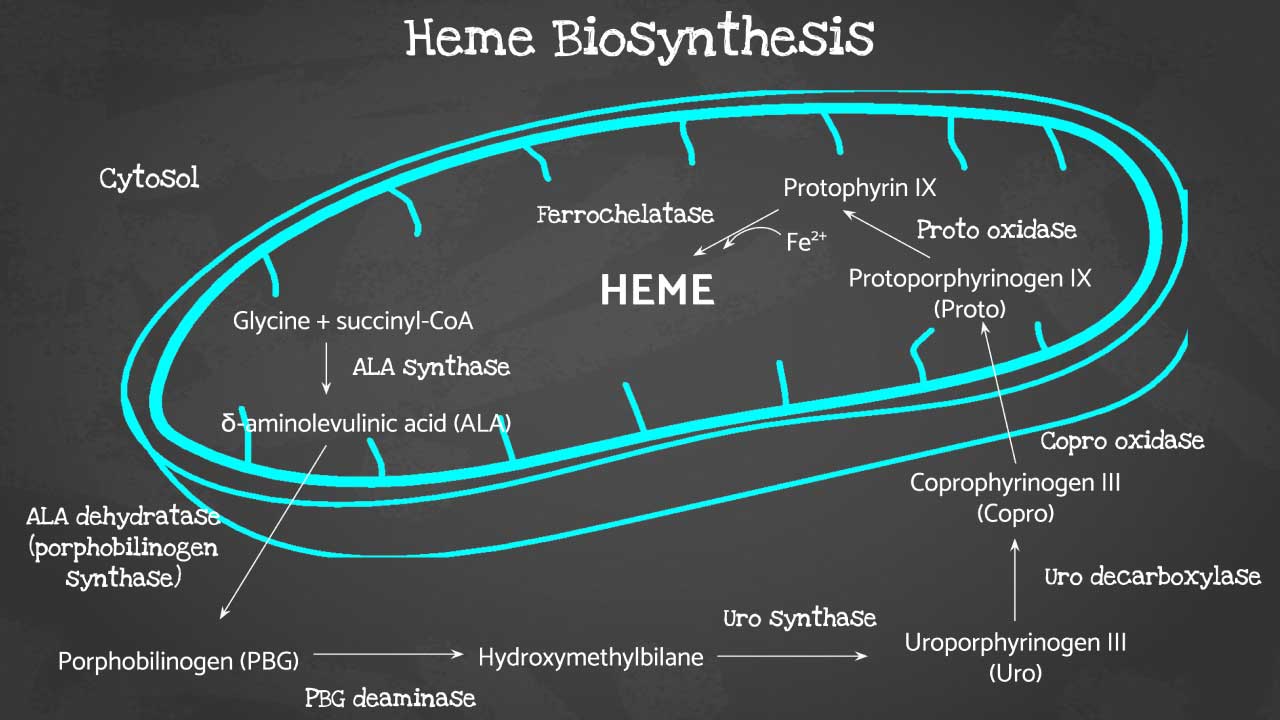 A schematic diagram of the heme biosynthesis pathway within a cell. The pathway starts in the mitochondria (round structure) and continues outside in the cytosol (cellular fluid). Various enzymes are labeled throughout the pathway, along with the chemical compounds they convert. The diagram illustrates the step-by-step process of building heme, a molecule essential for oxygen transport in red blood cells.