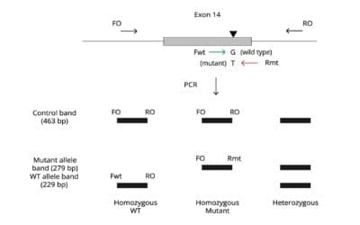 JAK2 V617F Mutation ARMS PCR Protocol