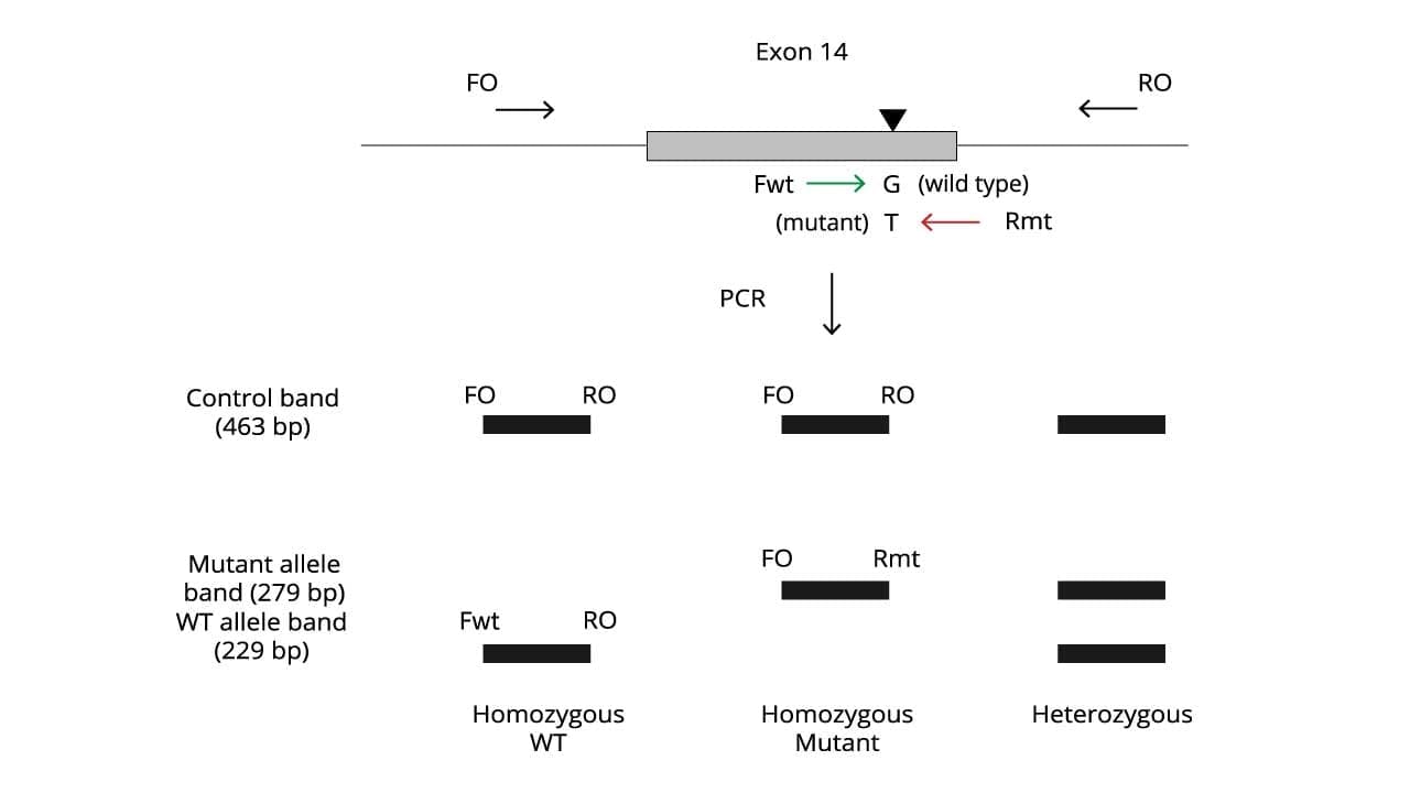 Schematic of Tetra-primer ARMS-PCR assay for JAK2 V617F mutation detection. Four primers (FO, RO, Fwt, Rmt) are used in pairs to amplify specific DNA regions. Outer primers (FO, RO) amplify a large fragment (463 bp) as a control for DNA quality. Inner primers distinguish between wild-type and mutant JAK2 alleles. Fwt and RO amplify the wild-type allele (229 bp) with a deliberate mismatch (lowercase) for specificity. Rmt and FO amplify the mutant allele (279 bp) with another planned mismatch (lowercase). Underlined nucleotides indicate genotype-specific sequences. See table 1 for detailed primer sequences with mismatched bases.