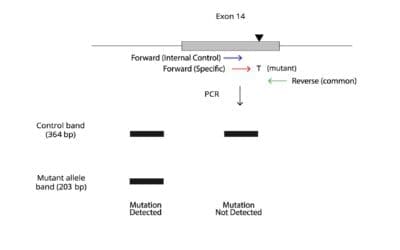 JAK2 V617F Mutation Allele Specific PCR Protocol