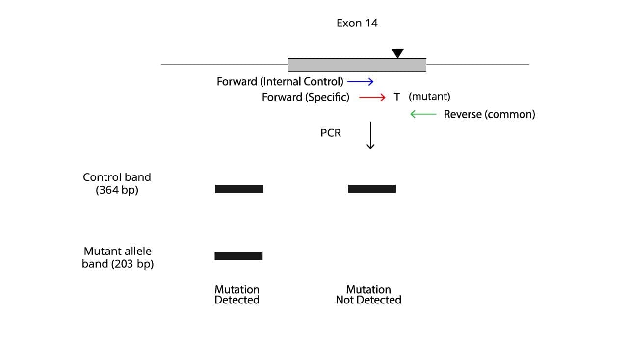 The schematic diagram depicts the expected result for JAK2 V617F mutation detection.