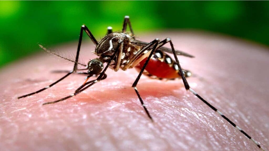 An Aedes aegypti mosquito, one of the primary vectors for the transmission of dengue fever around the world, gets a blood meal from a host. 