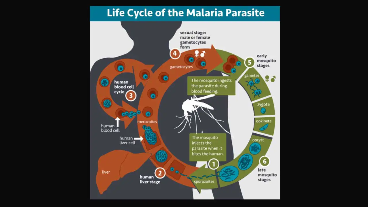 An infograph of the malaria life cycle.