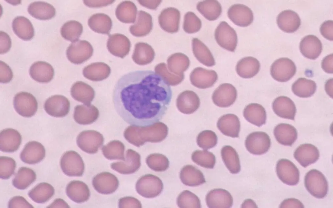 Monocytes