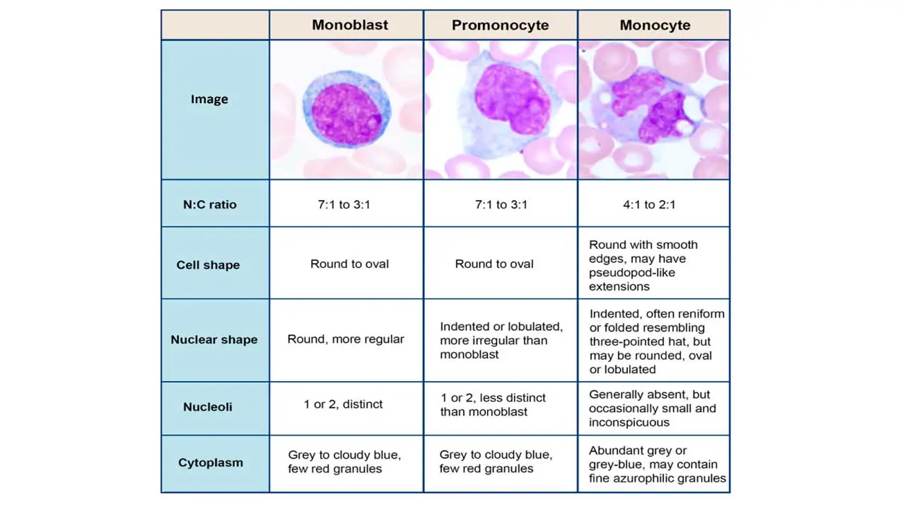 Characteristics of monocytes at different development stages.