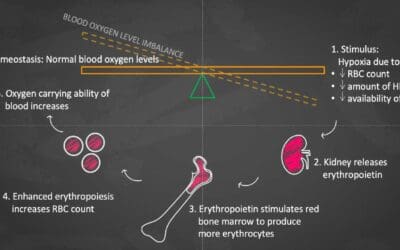 Erythropoietin