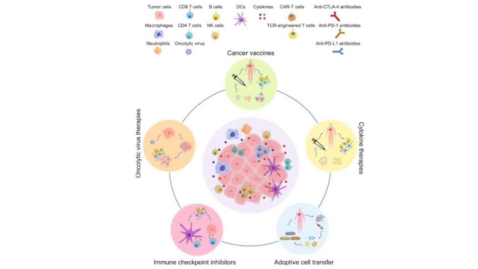 Immunotherapy: Types, Mechanisms, Function & Side Effects