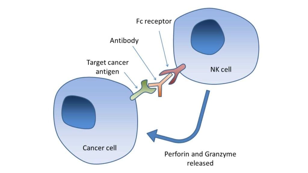 Upon binding to antibodies on cancer cells via Fc receptors, natural killer (NK) cells release perforin and granzyme to induce apoptosis.