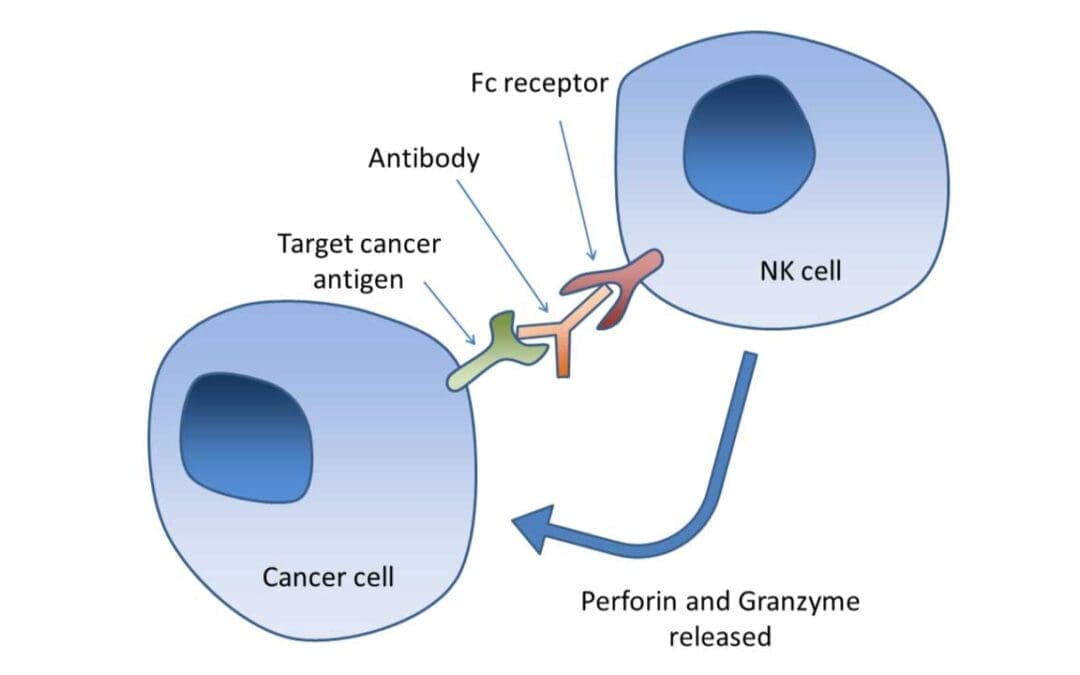 Natural Killer Cells